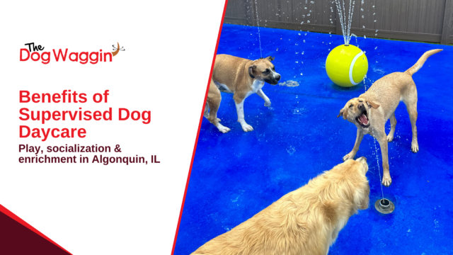 Benefits of Supervised Dog Daycare