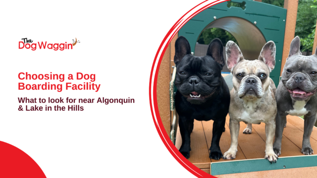 Choosing a Dog Boarding Facility