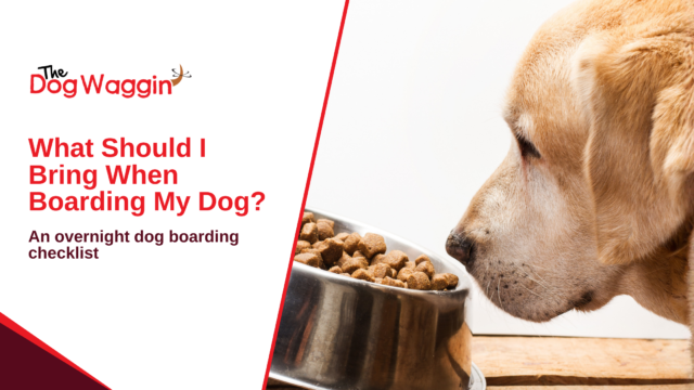 What Should I Bring When Boarding My Dog?