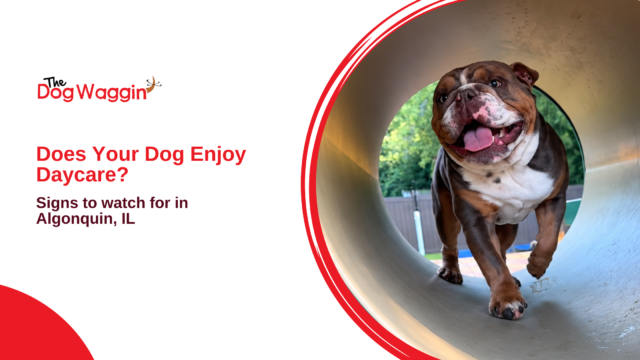 Does Your Dog Enjoy Daycare?
